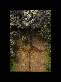 Forêt - Chemin Obstrué